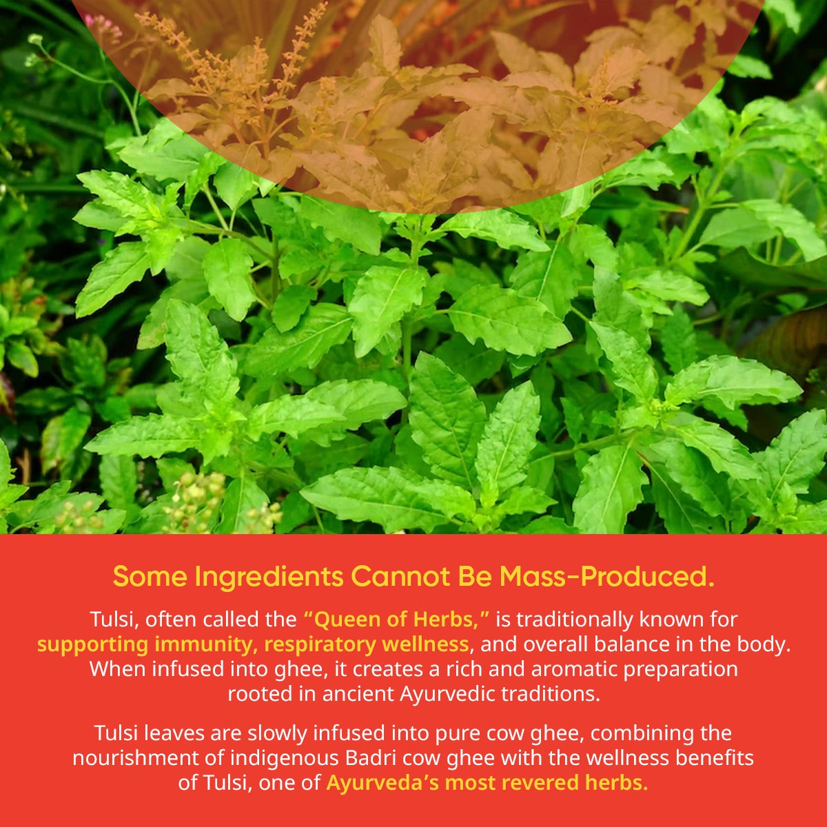 Tulsi Cow Ghee
