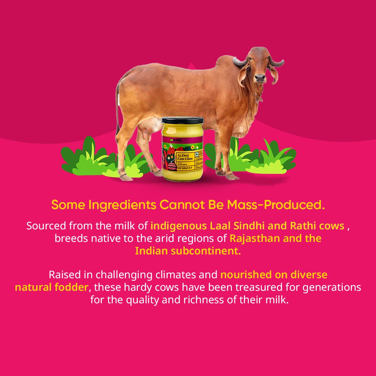 A2 Desi Cow Ghee