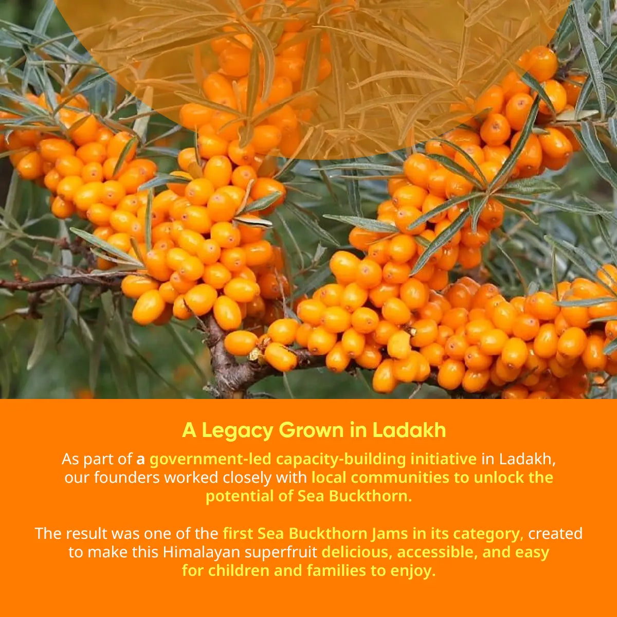Sea Buckthorn Jam