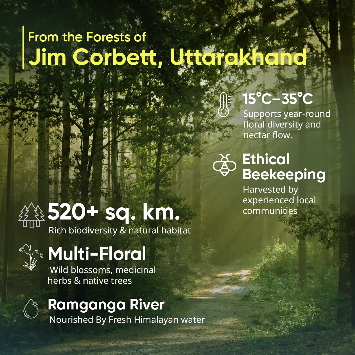 Organic Jim Corbett Forest Honey