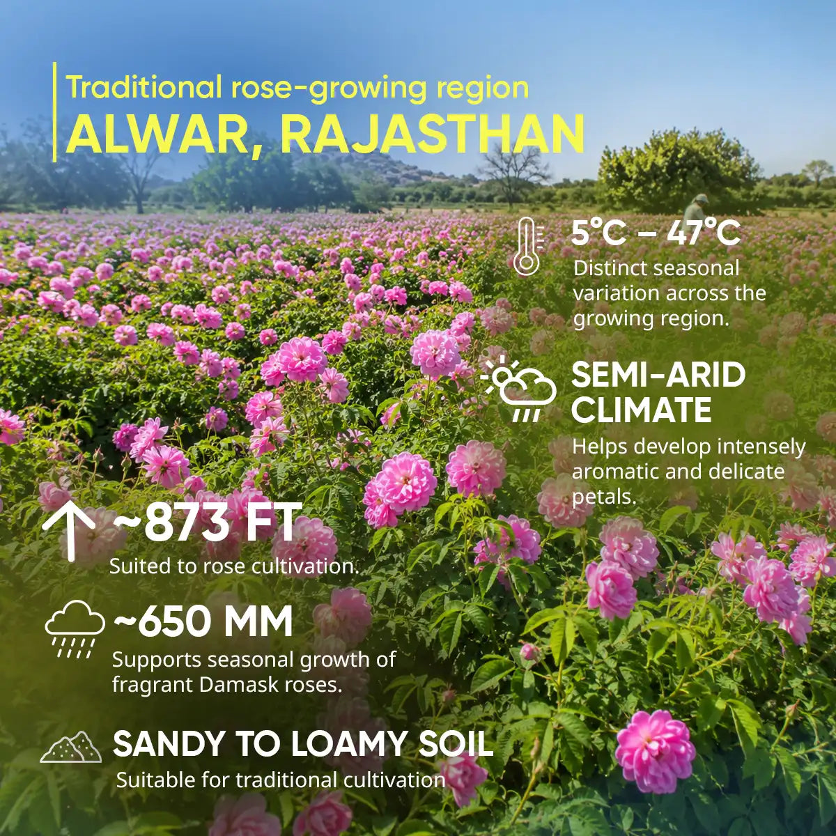 Raw Honey Gulkand (Damas Rose)