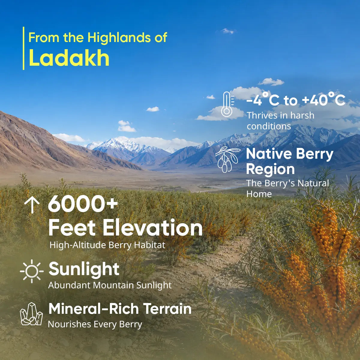 Best Selling Duo ( 1 A2 Desi Cow Ghee + 2 Sea Buckthorn Berry Jam )