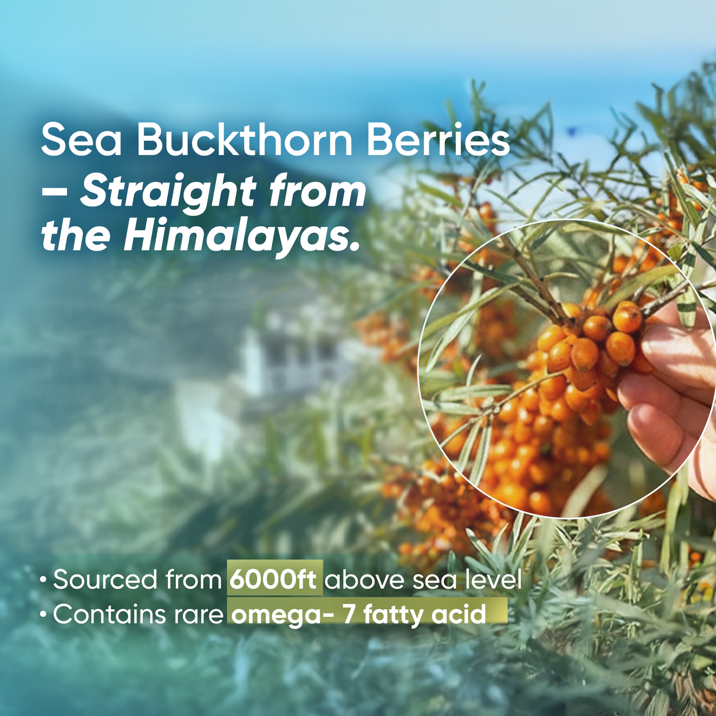 Fruit & Nut Wellness Pack ( 2 Sea Buckthorn Berry Jam + 2 Dry Fruits Mango Chutney )