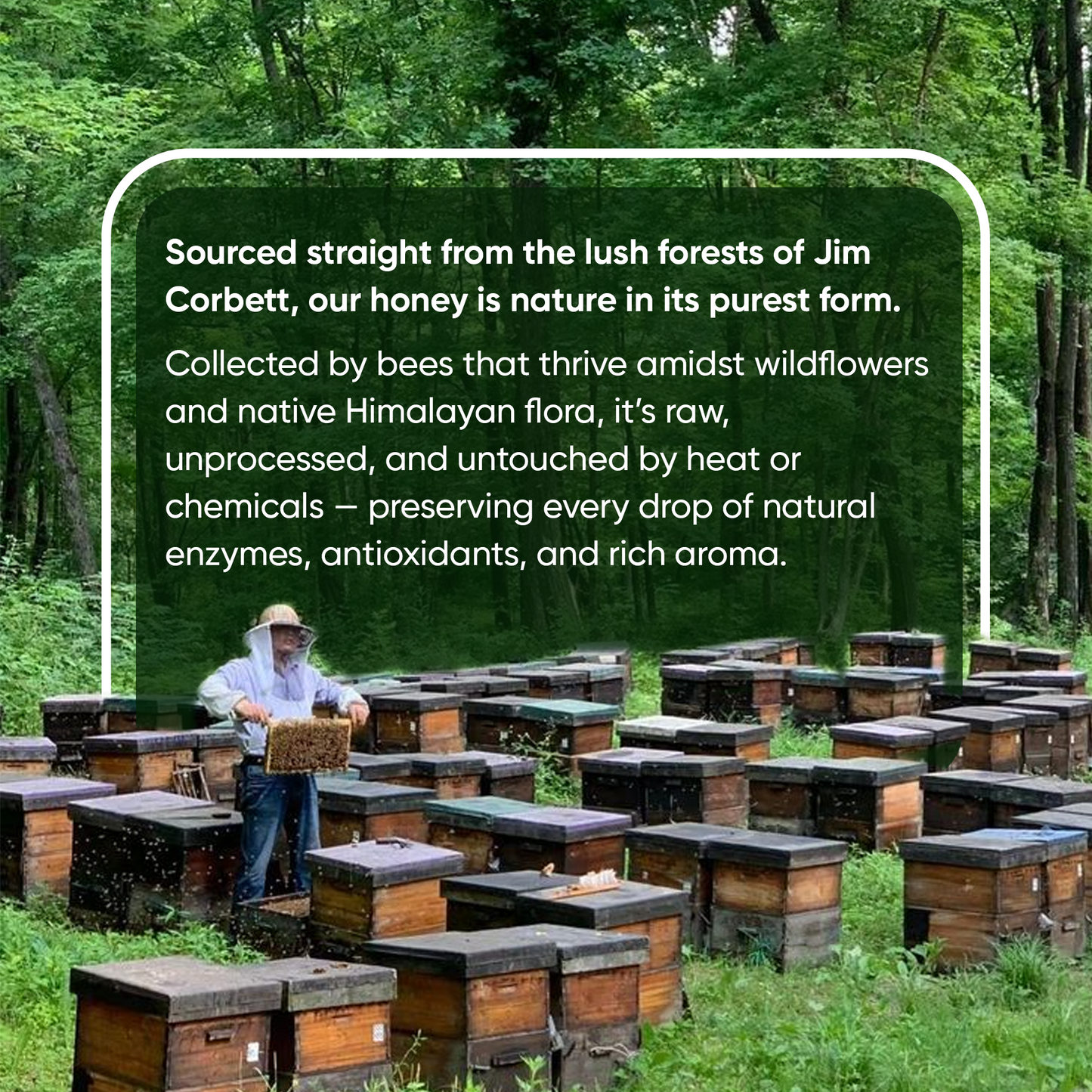 Immunity & Digestion Duo (1 Jim Corbett Honey + 2 Heeng )